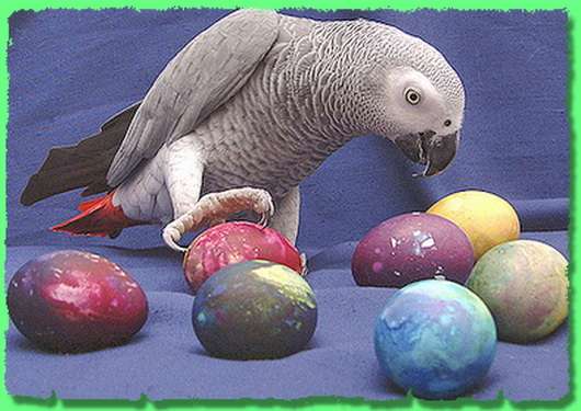 Питомник – разведения, продажа попугаев,канареек.