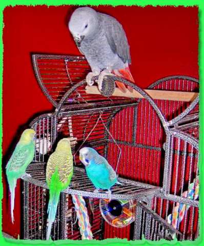 Волнистые попугаи неразлучники кореллы амазоны ожереловые канарейки др.попугаи Клетки корм минералы.