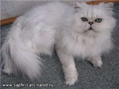  персидские и экзотические котята 