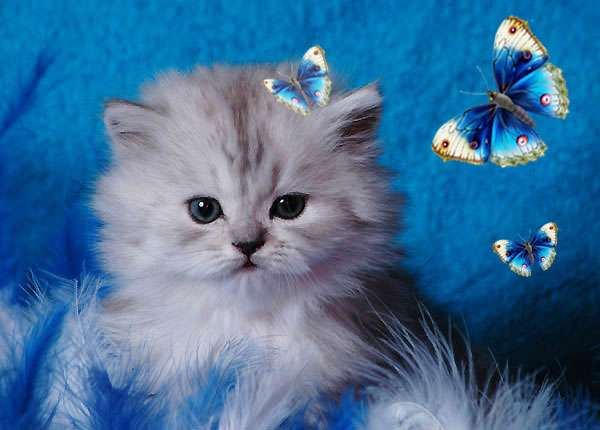 Для Вас - Британские котята короткошерстные и длинношерстные серебристых окрасов ! 8-926-246-78-31 