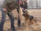 Дрессировка собак в Москве и Московской области