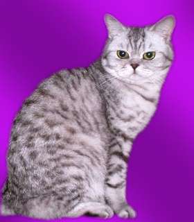 Шотландская кошка прямоухая полосатая