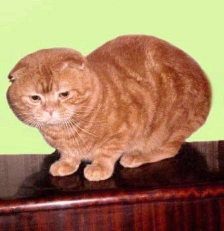 ВЯЗКА Вислоухий кот Красный мраморный