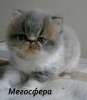 Роскошный персидский котик