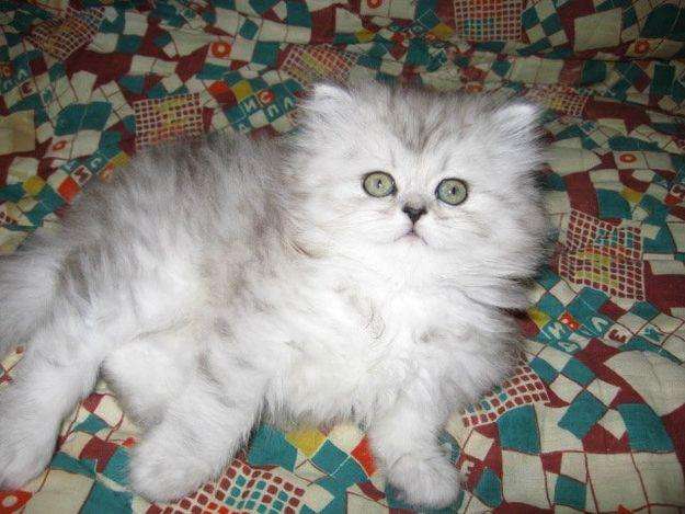 Персидская серебристая  ШИНШИЛЛА - котята