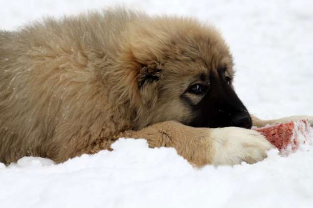 Надежная охрана для загородного дома - щенки Кавказской овчарки питомника Счастливый Пес ждут Вас