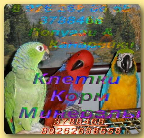 Попугаи из питомника "MNP"- говорящие, ручные - птенцы и взрослые птицы.