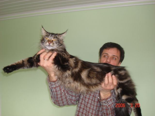 продажа котят продажа котят