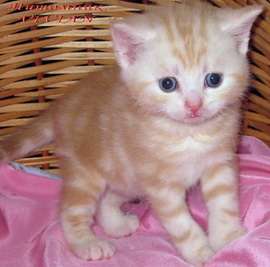 Британски котята красный мрамор на серебре из питомника VIVIAN.