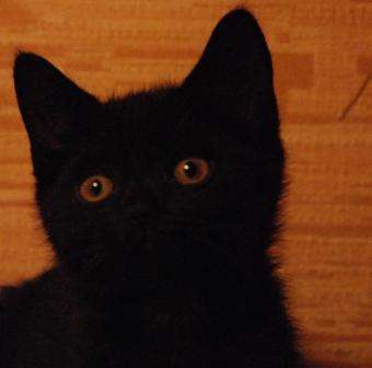 британский чёрный котик 2000рублей