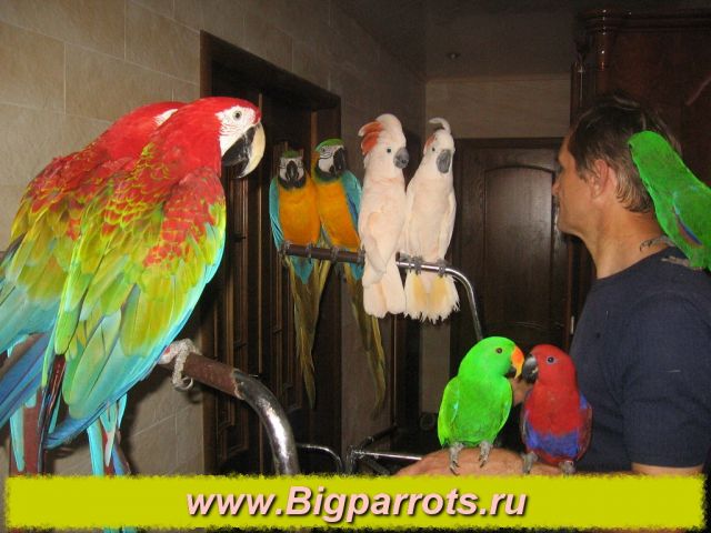 Где Купить Попугаев В Красноярске