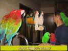 Продажа больших попугаев