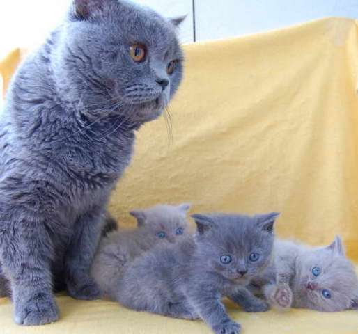 Британский котик, голубого окраса, 3000 руб.