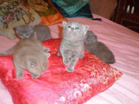 Чистокровные британские плюшевые котятки голубого и лилового окрасов от родителей с отличной род-ой
