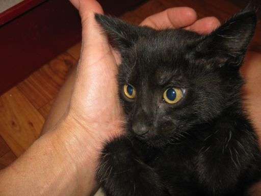 Черный котенок-Уголек, классный парень, 2 мес!
