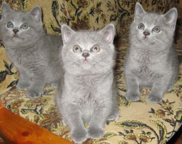 питомник " голд блубери" предлагает шикарных плюшевых голубых британских котят.