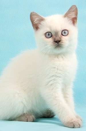 Предлагаются британские котята эксклюзивного окраса ЛИЛАК-ПОИНТ (коты и кошечки)! 