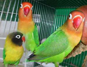 Продаём птенцов ручных попугаев мелких пород