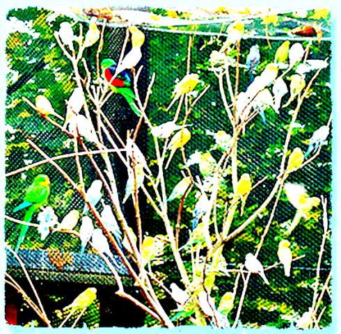 Волнистые попугаи неразлучники кореллы амазоны ожереловые канарейки др.попугаи Клетки корм минералы.