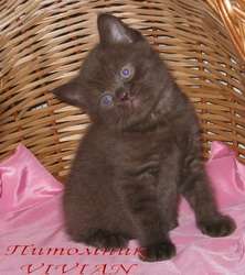 Британские клубные шоколадные котята из питомника VIVIAN.