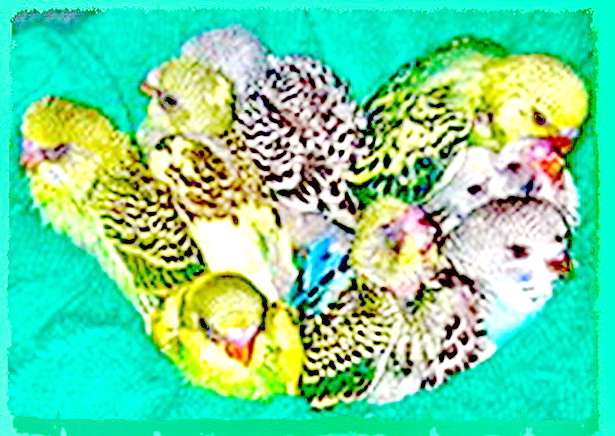 Молодые птенцы волнистых попугаев, разных редких расцветок