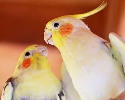 Кореллы - Нимфы . птенцы , взрослая птица. попугай способный к разговору и общению. 