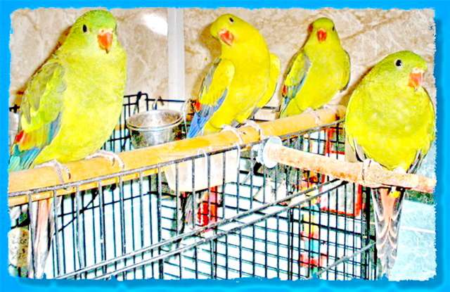 Питомник разведения попугаев канареек Продажа птиц