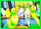 Волнистые попугаи ручные, заказывайте цвет птицы.