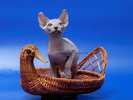Котята породы Донской сфинкс предлагаются к продаже.