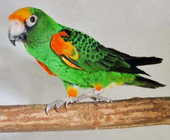 Конголезский попугай, маленький амазон