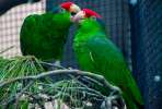 Зеленощекий амазон (Amazona viridigenalis) - птенцы выкормыши из питомника