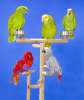 Питомник попугаев, большие, средние, малые виды.