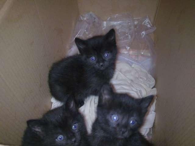 черные котятки