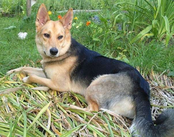 Минни 1 год – идеальная собака для всей семьи в Дар