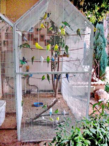 Волнистые попугаи выстовочного типа, есть обычные.