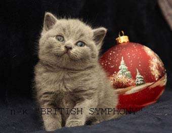  Британские котята голубые, лиловые, шоколадные.