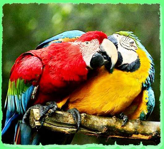 Питомник разведения попугаев, канареек.   Большие, крупные, средние, малые виды птиц.