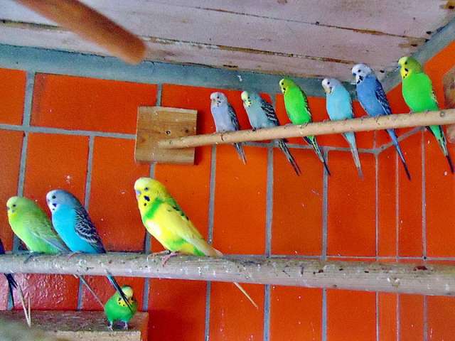 Выставочные волнистые попугаи.Домашнее разведение