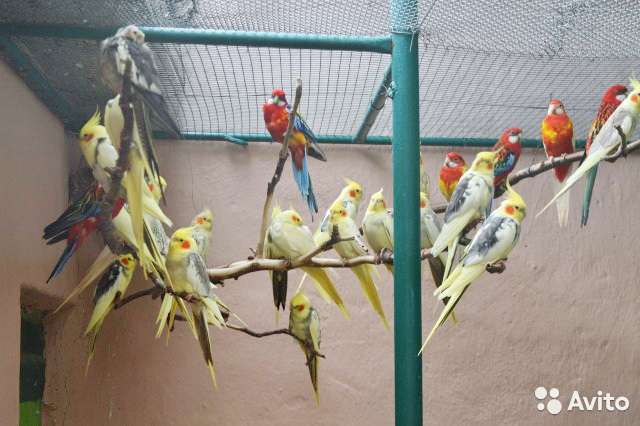 Как различить пол попугая: практические методы
