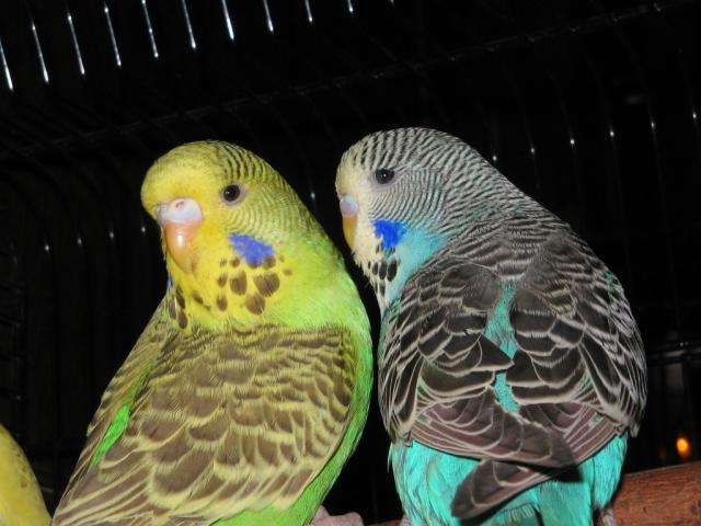 Волнистые попугаи обычные и выставочные(Чехи)