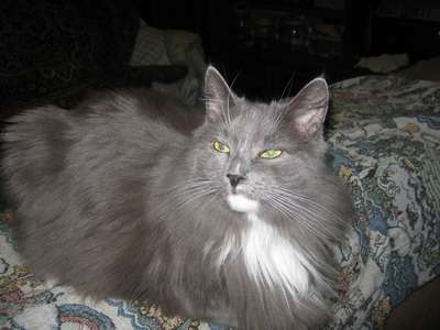 Шикарная кошка, метис нибелунга, 2 года в дар