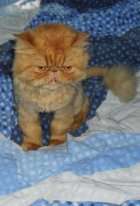 Породистый персидский кот в дар