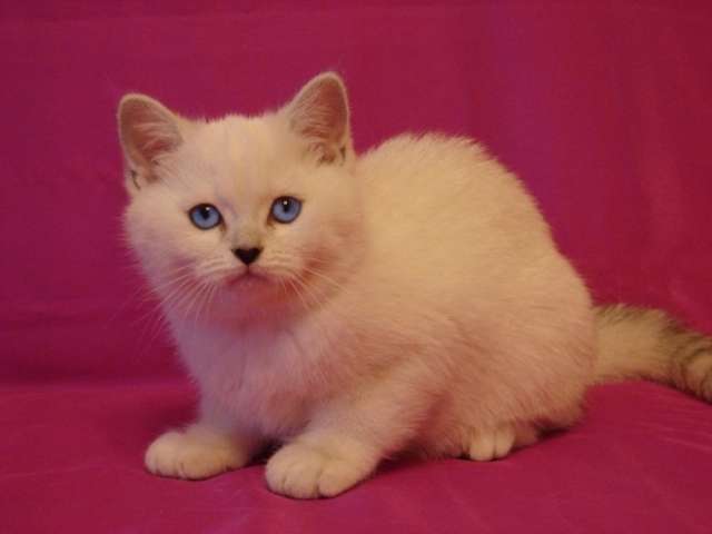 Элитный британский котик шиншилла с голубыми глазами!