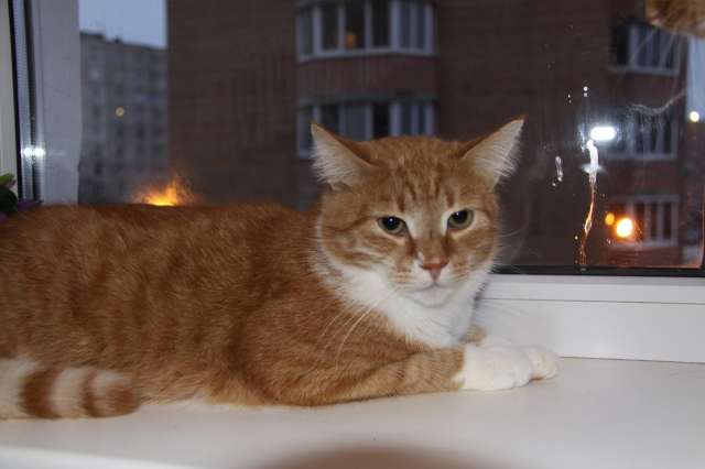 Красавец рыжик Миша, очень добрый и ласковый кот в добрые руки!