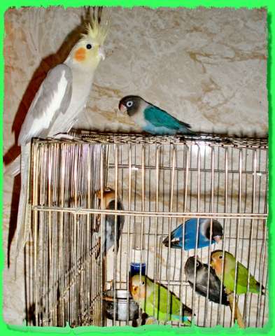 Куплю попугая Жако, Ара др. крупного попугая в семью.
