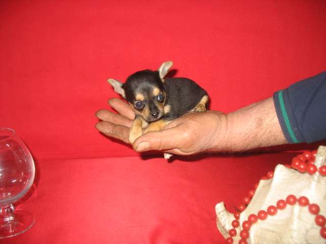 Щенки самой маленькой собачки, Чихуахуа.
