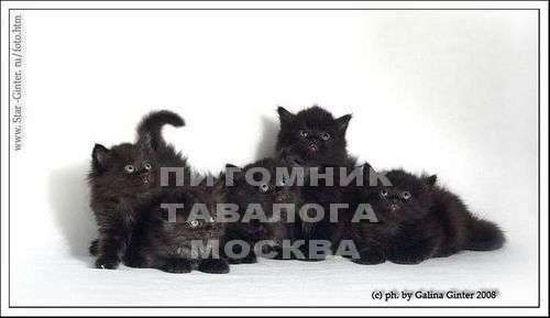 Черные сибирские котята