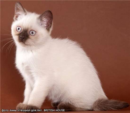 ЭКСКЛЮЗИВНЫЕ британские котята шоколад-поинт с голубыми глазами!