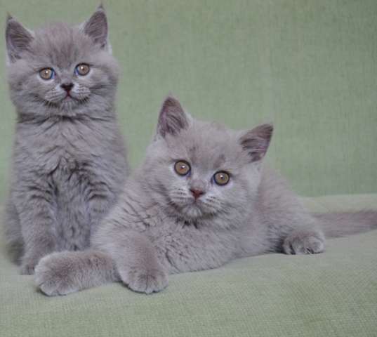   Два шикарных лиловых котика от титулованных родителей  
