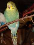 Птенцы волнистых попугаев